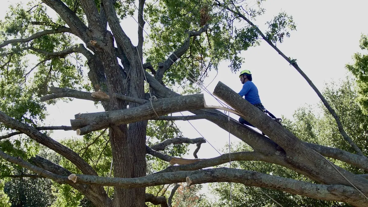 Professional Crown Thinning performed by certified arborists in Savoy